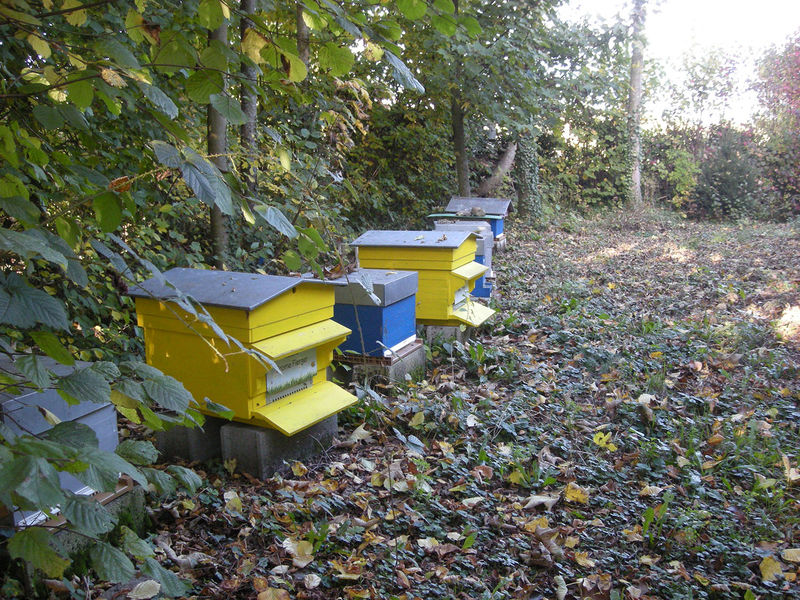 La ruche Brome Fierger